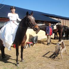 Dansk Varmblod Victoria Lobstick