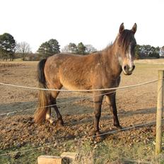 Arabisk fuldblod (OX) Højbakkegård's Morrnah