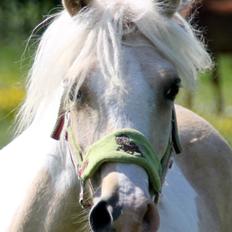 Welsh Partbred (Sec F) Brattensborgs salsa