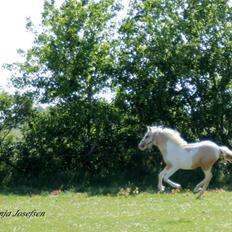 Welsh Partbred (Sec F) Brattensborgs salsa