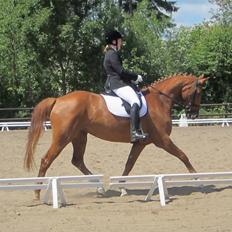 Dansk Varmblod Bakkegårdens Latini´Z