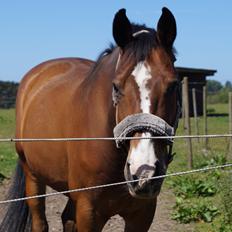 Dansk Varmblod Electric | Egon |