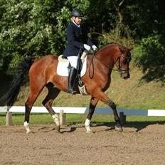 Anden særlig race Refsgaards Cheval