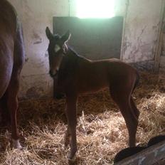 Dansk Varmblod Lillegårdens Live it!