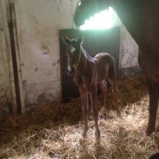 Dansk Varmblod Lillegårdens Live it!