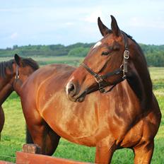 Anden særlig race Thilo Søndergaard