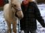 Palomino MiTho's Daywalker