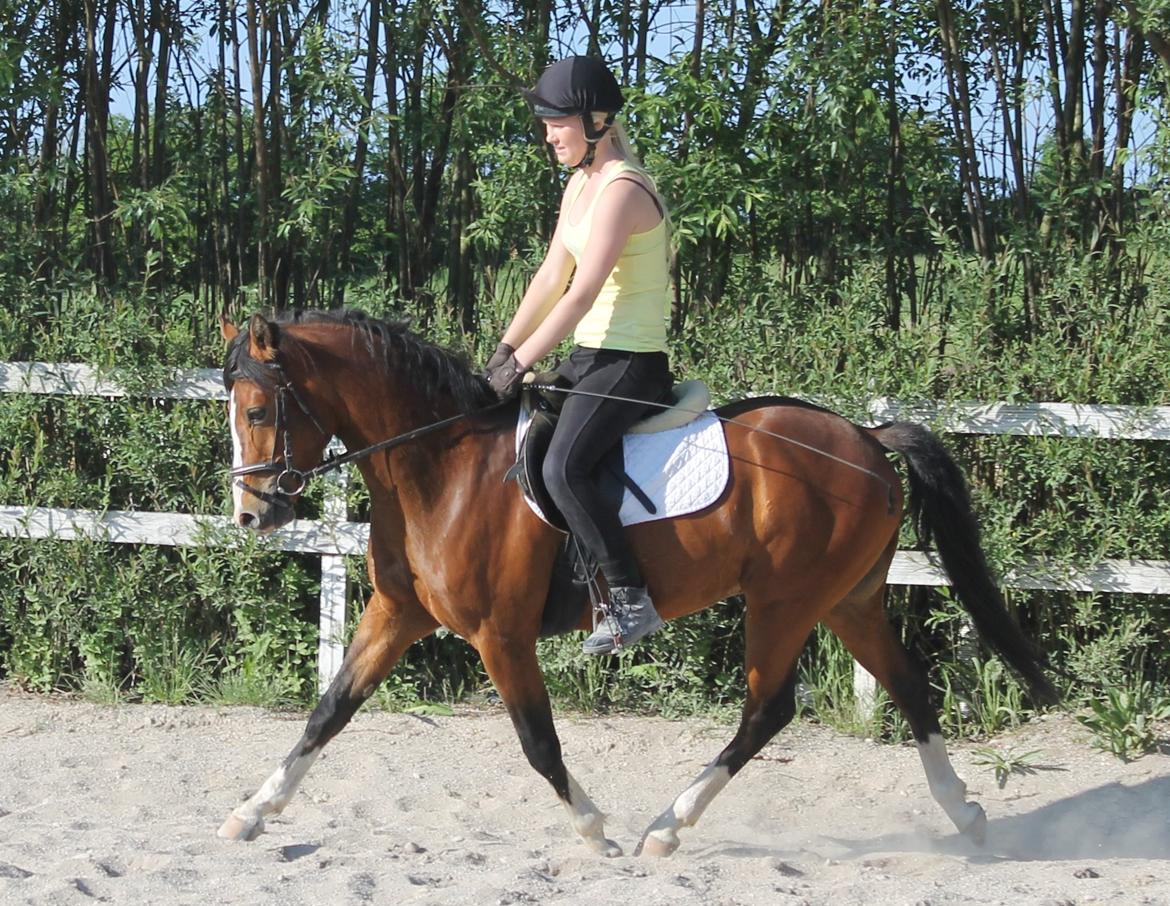 DSP Fredbo´s Rondo Royal<3 - 4 gang under rytter billede 4