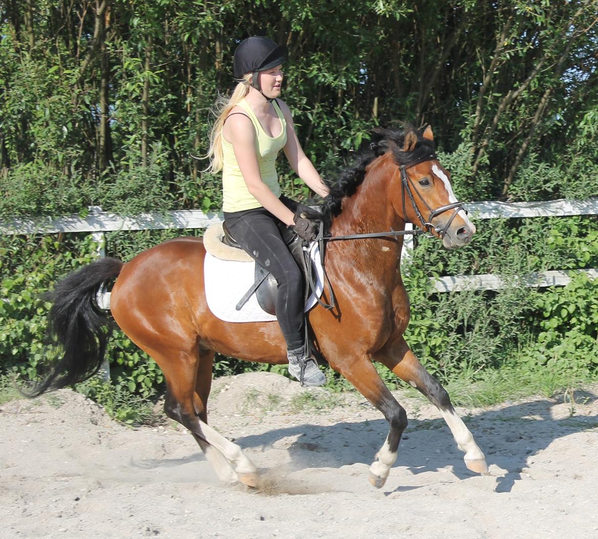 DSP Fredbo´s Rondo Royal<3 - 4 gang under rytter billede 5