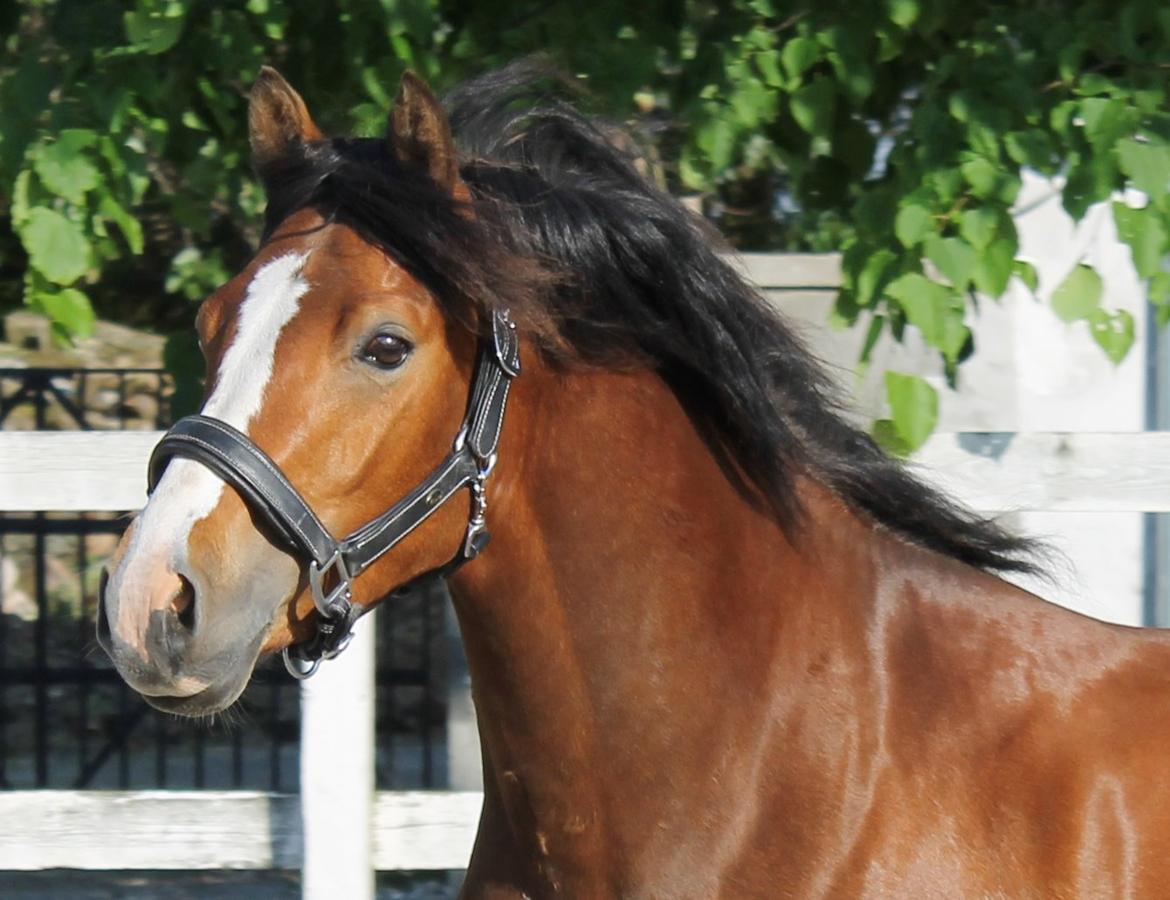 DSP Fredbo´s Rondo Royal<3 - 21.05.14 billede 1