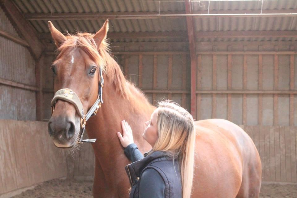 Belgisk varmblod Femke Du Sud billede 8
