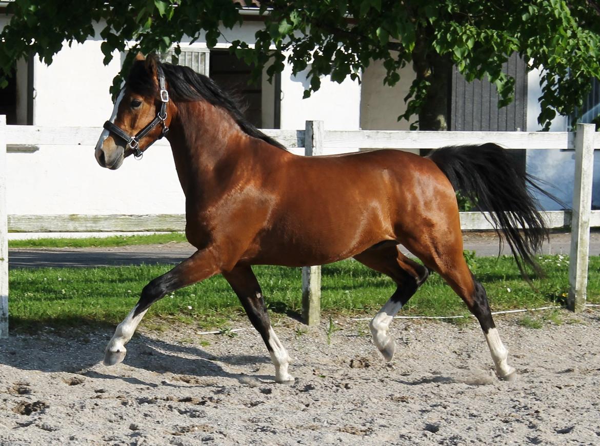 DSP Fredbo´s Rondo Royal<3 billede 2