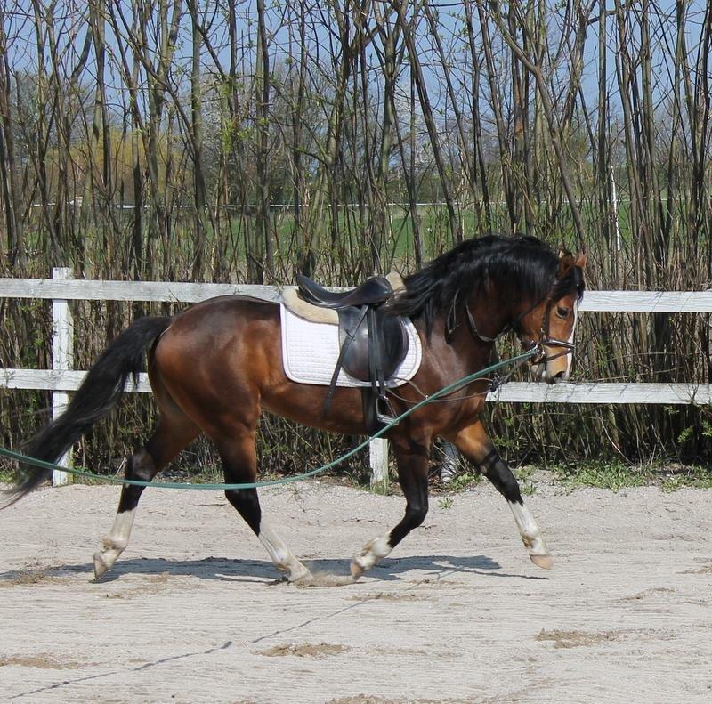 DSP Fredbo´s Rondo Royal<3 - Tilridning billede 6