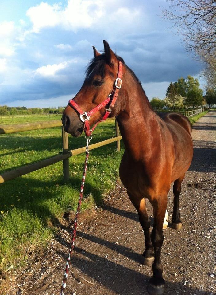 Welsh Cob (sec D) Haymos A'kato <3 billede 15