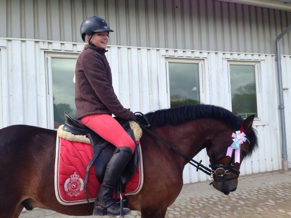 Welsh Cob (sec D) Haymos A'kato <3 - Springstævne på vallø billede 9