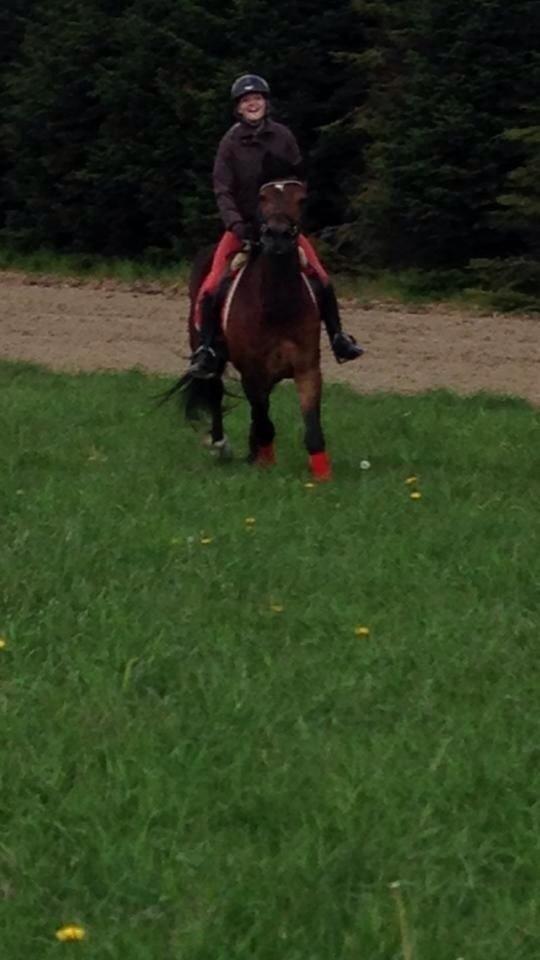 Welsh Cob (sec D) Haymos A'kato <3 - Markræs billede 16