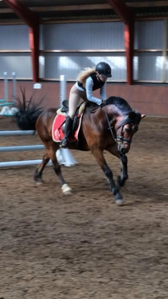 Welsh Cob (sec D) Haymos A'kato <3 billede 18