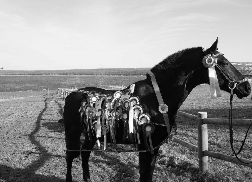 Anden særlig race Medomgårds Malle (Pensioneret) billede 1