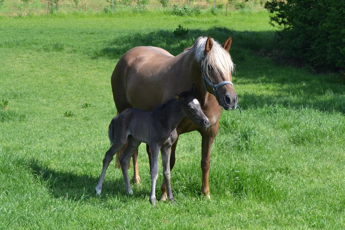 New Forest Fuglsangs Sweet Cookie billede 6