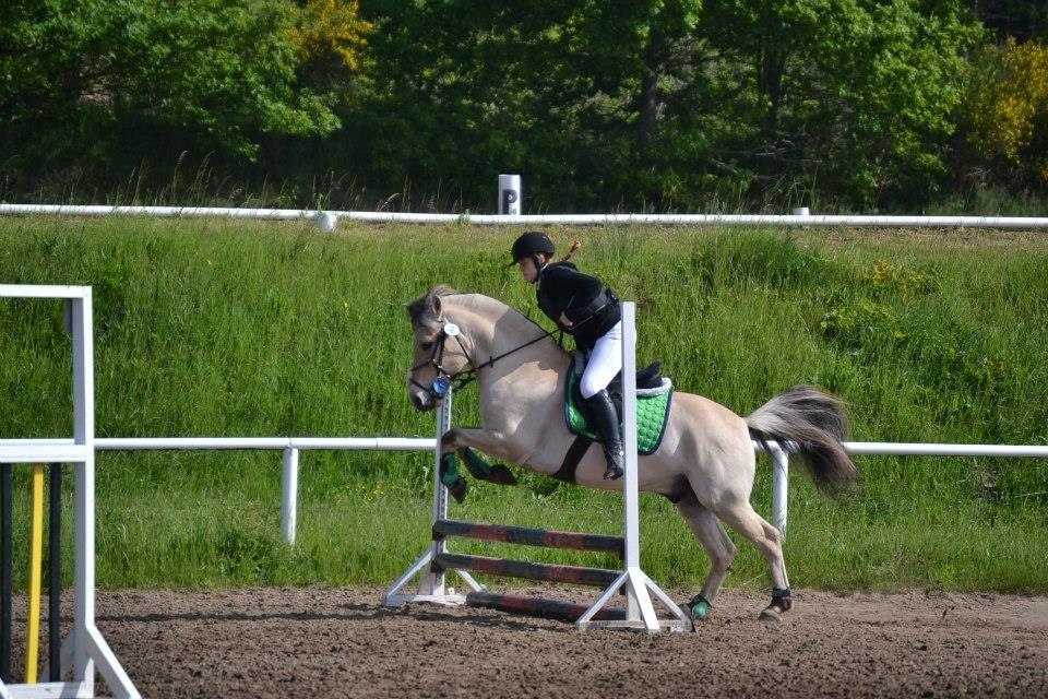 Fjordhest Tango!&lt;3 - Min dejlige dreng til st&#230;vnet 0 fejl! &lt;3 billede 14