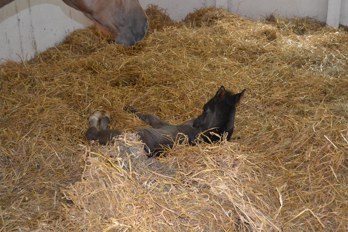 New Forest Fuglsangs Sweet Cookie billede 9