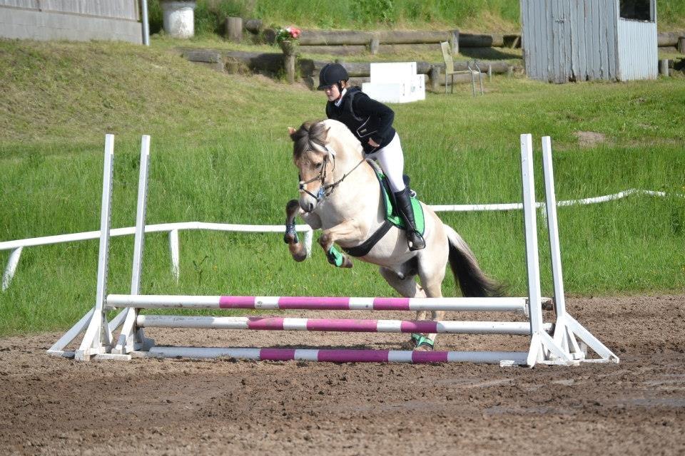 Fjordhest Tango!&lt;3 - Elsker dig s&#229; meget!&lt;3 billede 21