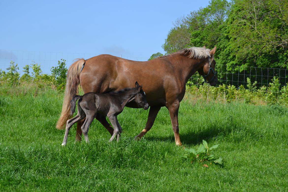 New Forest Fuglsangs Sweet Cookie billede 11