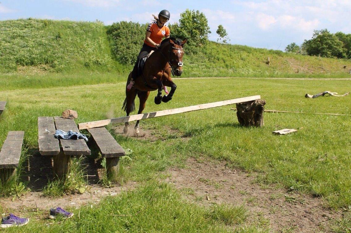 Welsh Partbred (Sec F) Donna "Hougård"  - I skoven med Jaller <3 billede 2