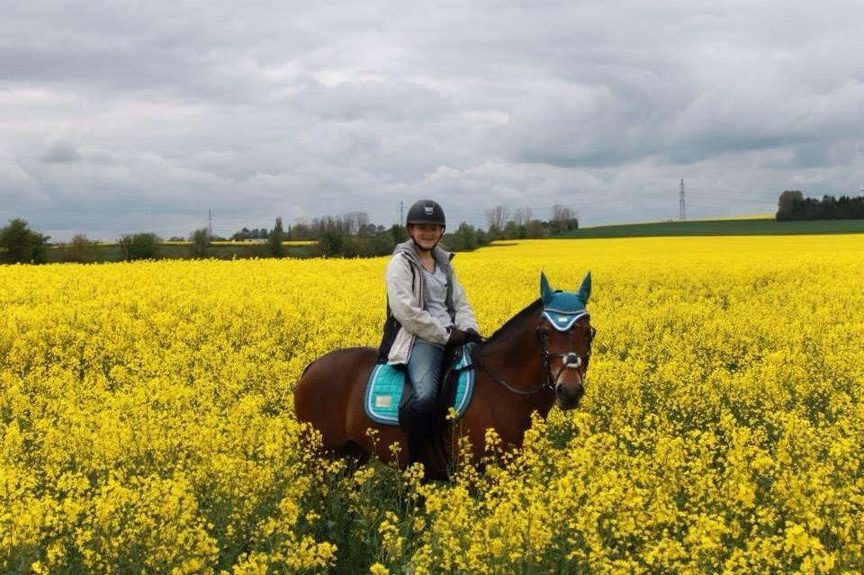 Welsh Partbred (Sec F) Donna "Hougård"  billede 5