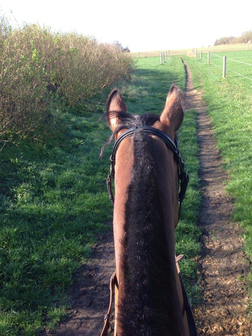 Welsh Partbred (Sec F) Donna "Hougård"  billede 8