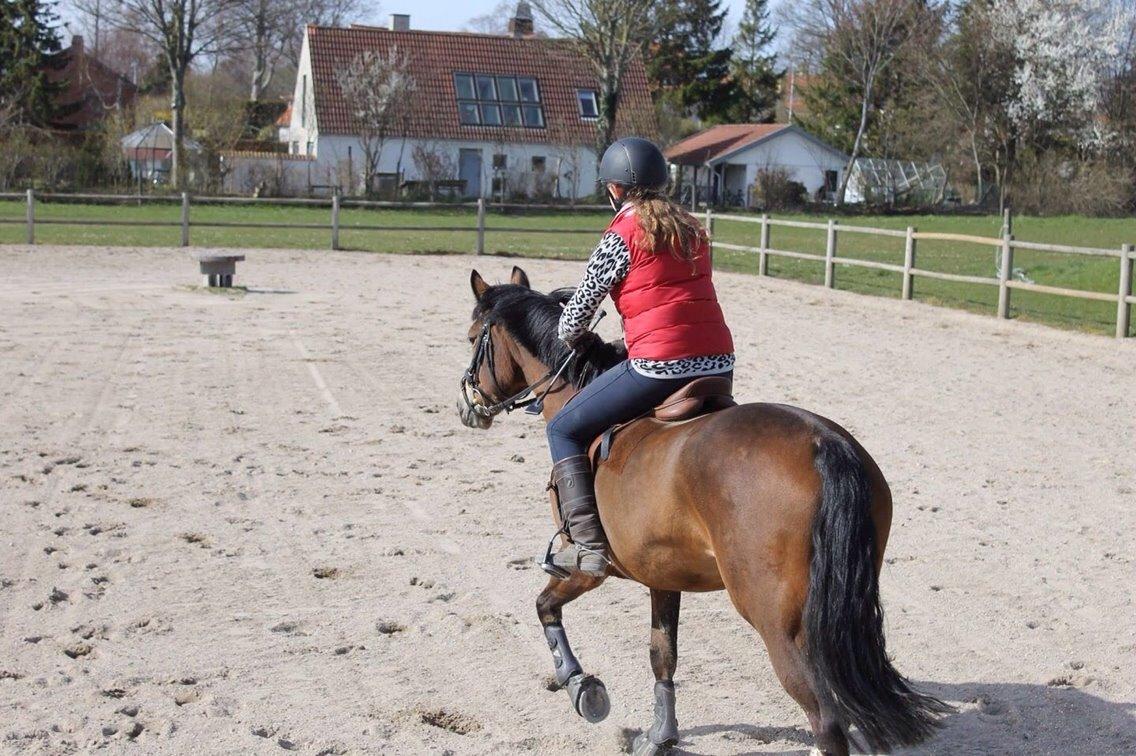 Welsh Partbred (Sec F) Donna "Hougård"  billede 11