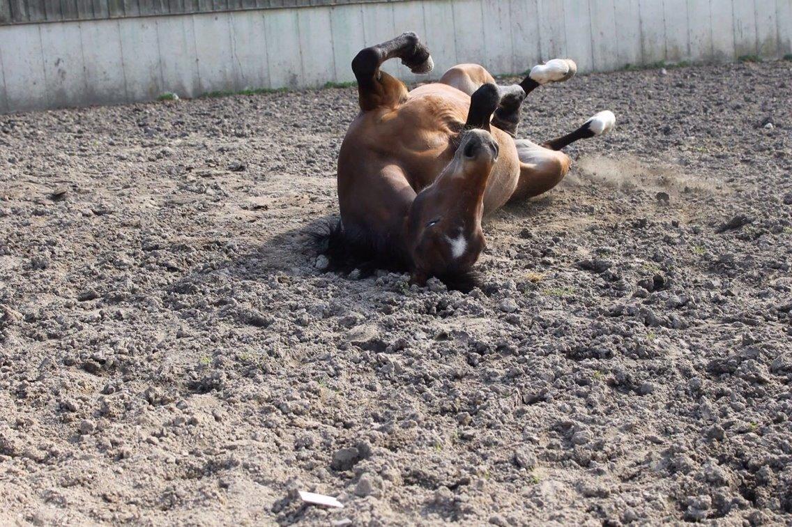 Welsh Partbred (Sec F) Donna "Hougård"  billede 13