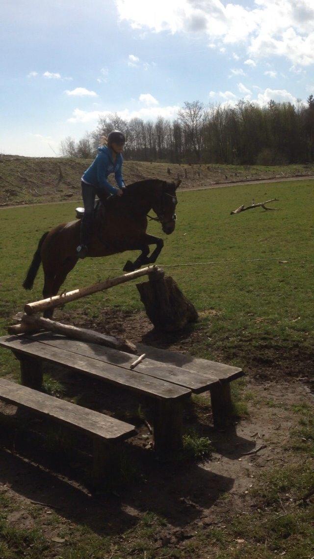 Welsh Partbred (Sec F) Donna "Hougård"  billede 7