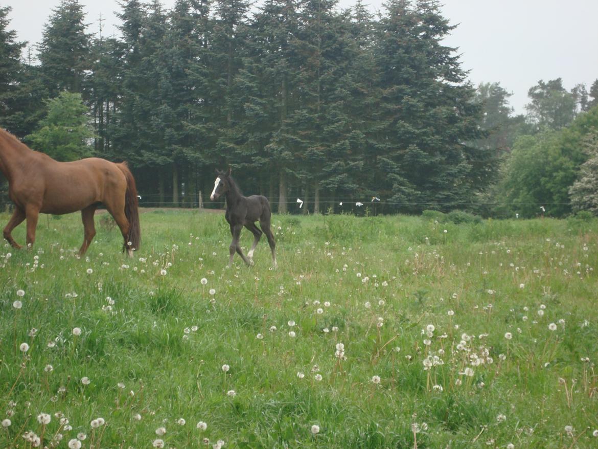 Dansk Varmblod Mi Estrella billede 13