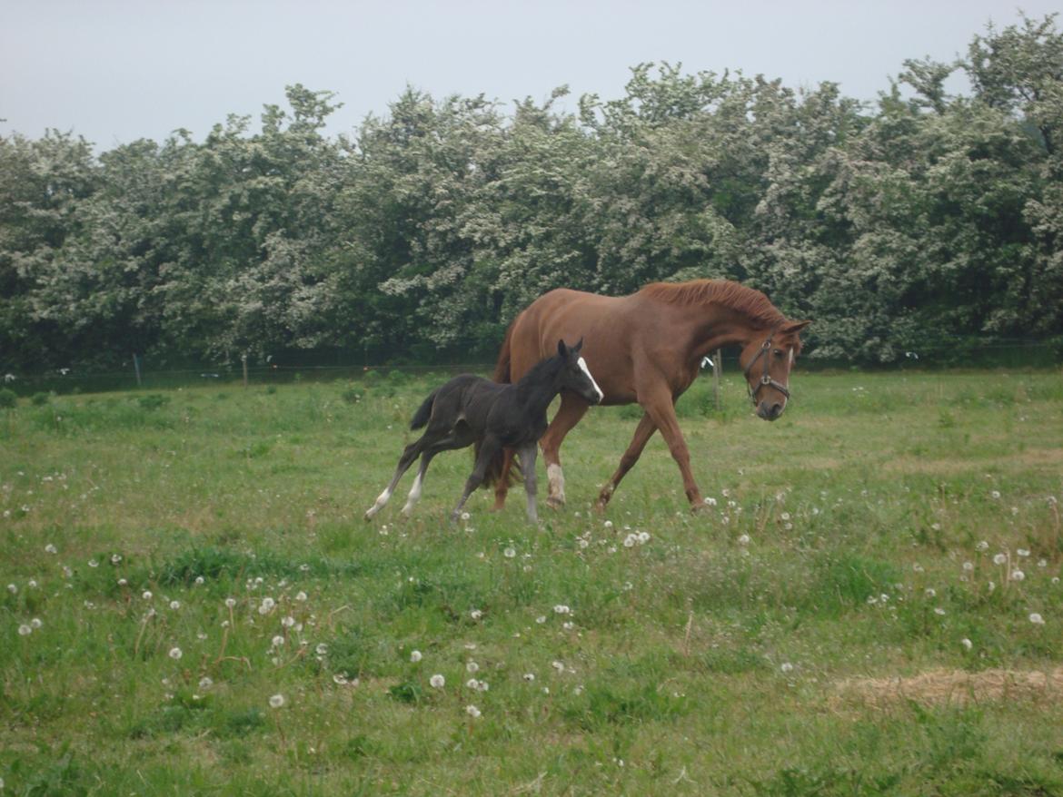 Dansk Varmblod Mi Estrella billede 14