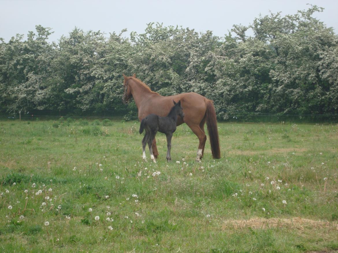 Dansk Varmblod Mi Estrella billede 15