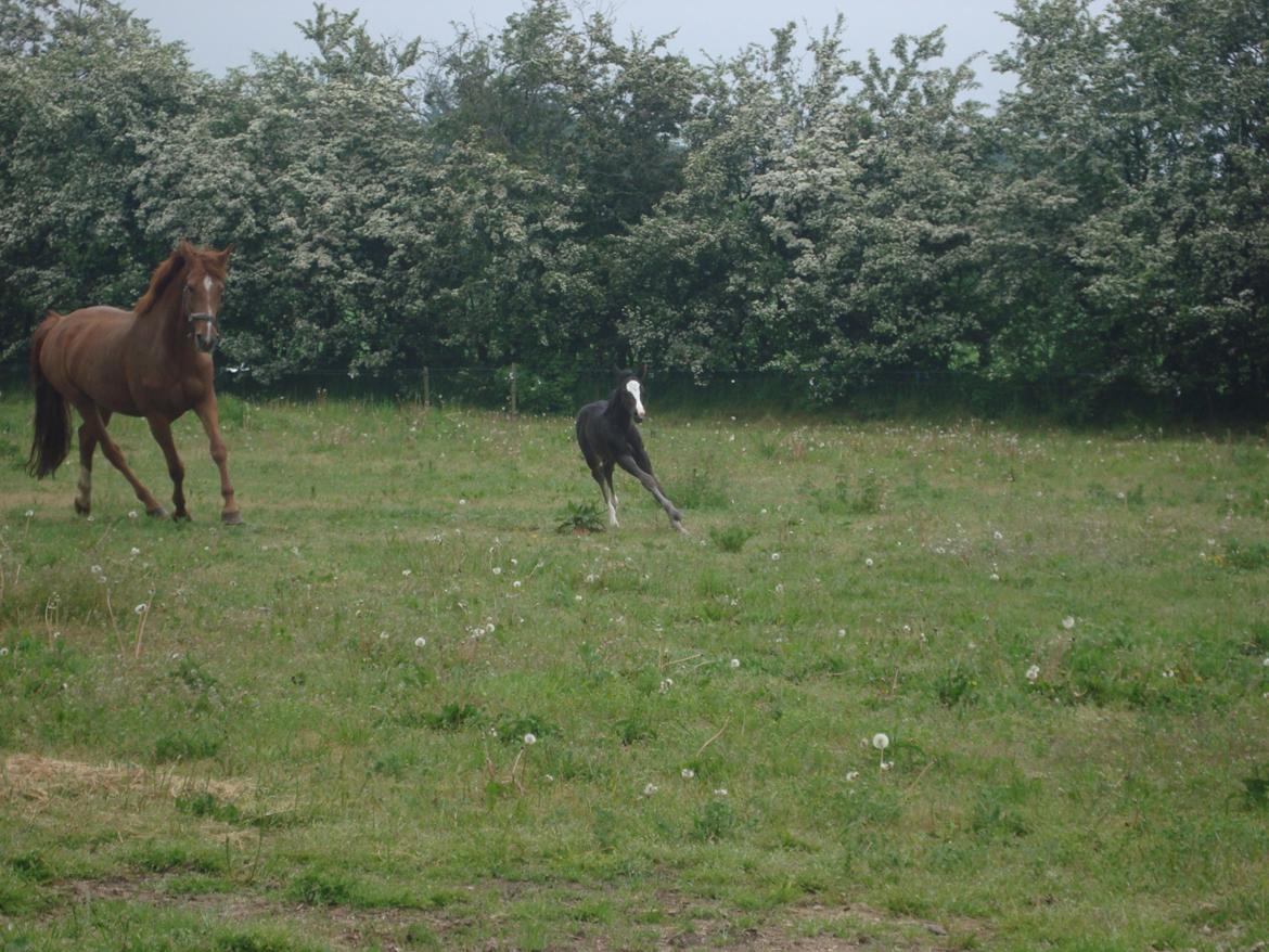 Dansk Varmblod Mi Estrella billede 16