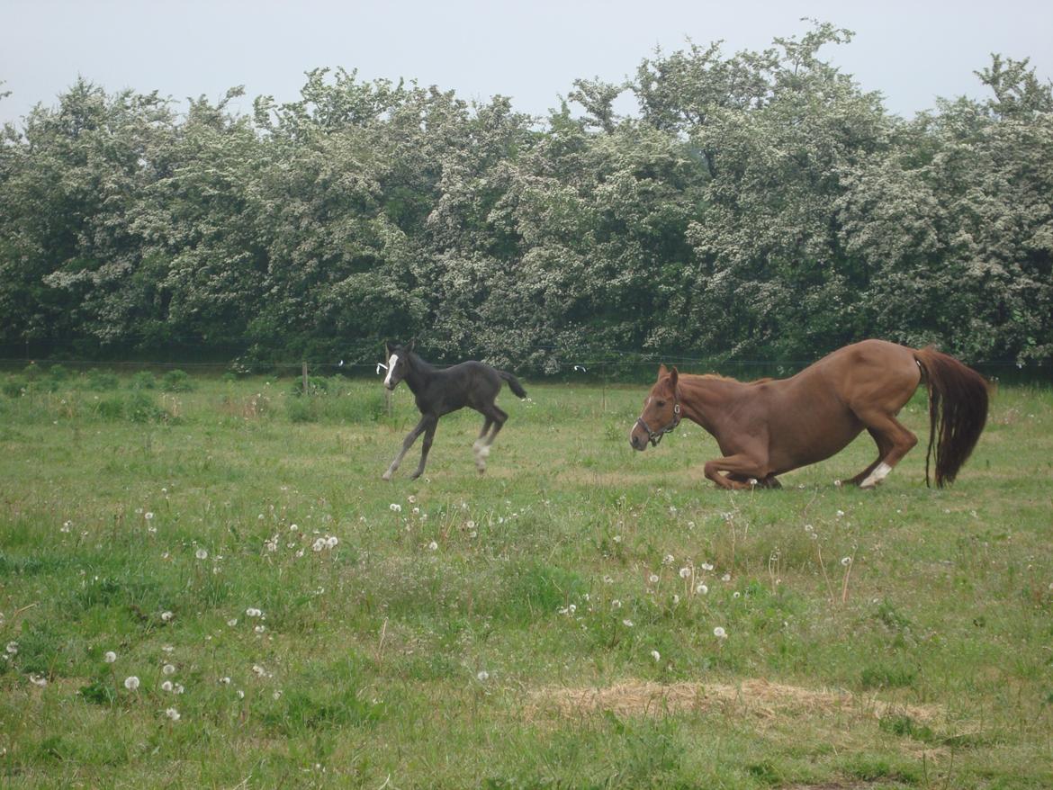 Dansk Varmblod Mi Estrella billede 17