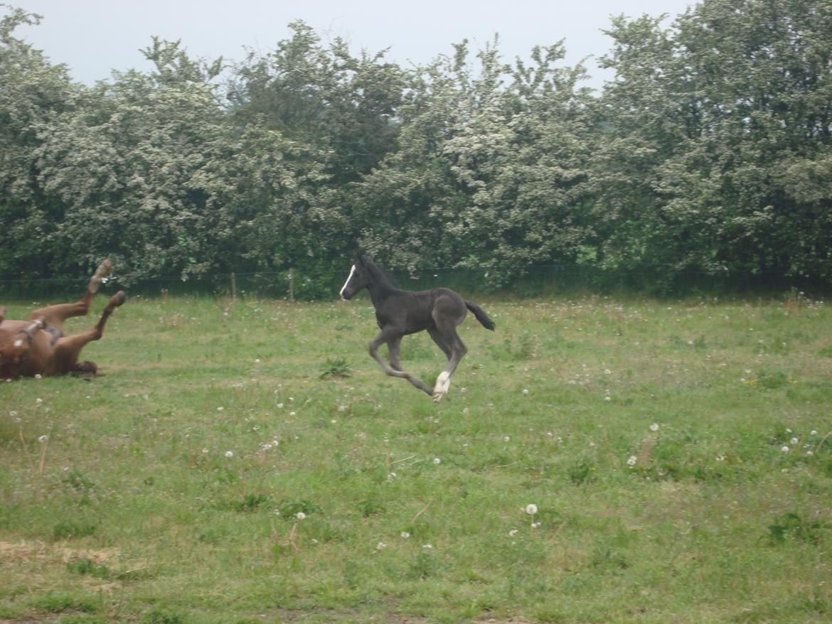 Dansk Varmblod Mi Estrella billede 18