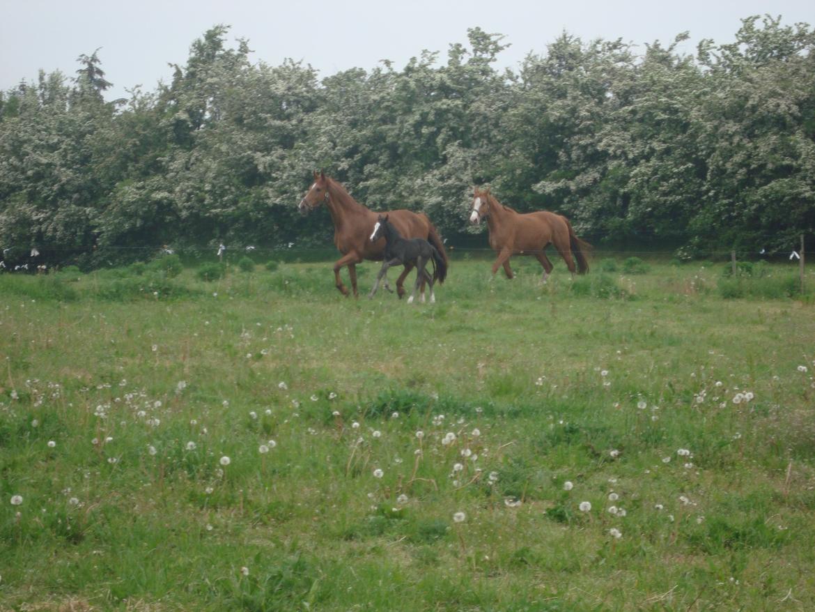 Dansk Varmblod Mi Estrella billede 19