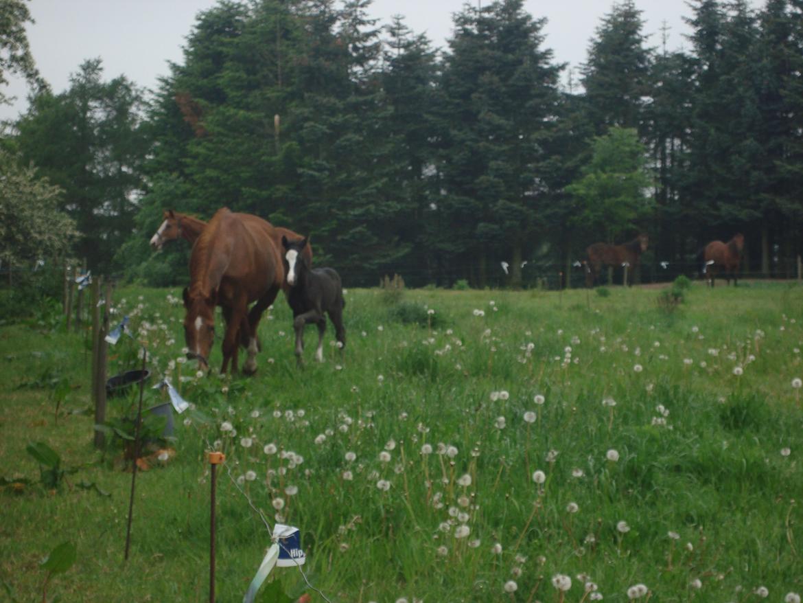 Dansk Varmblod Mi Estrella billede 20