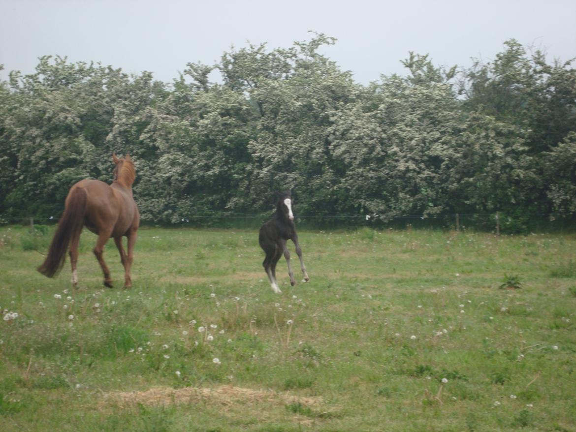 Dansk Varmblod Mi Estrella billede 12