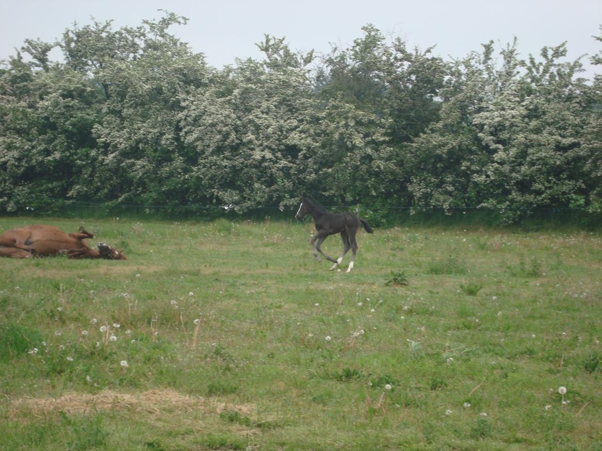 Dansk Varmblod Mi Estrella billede 22