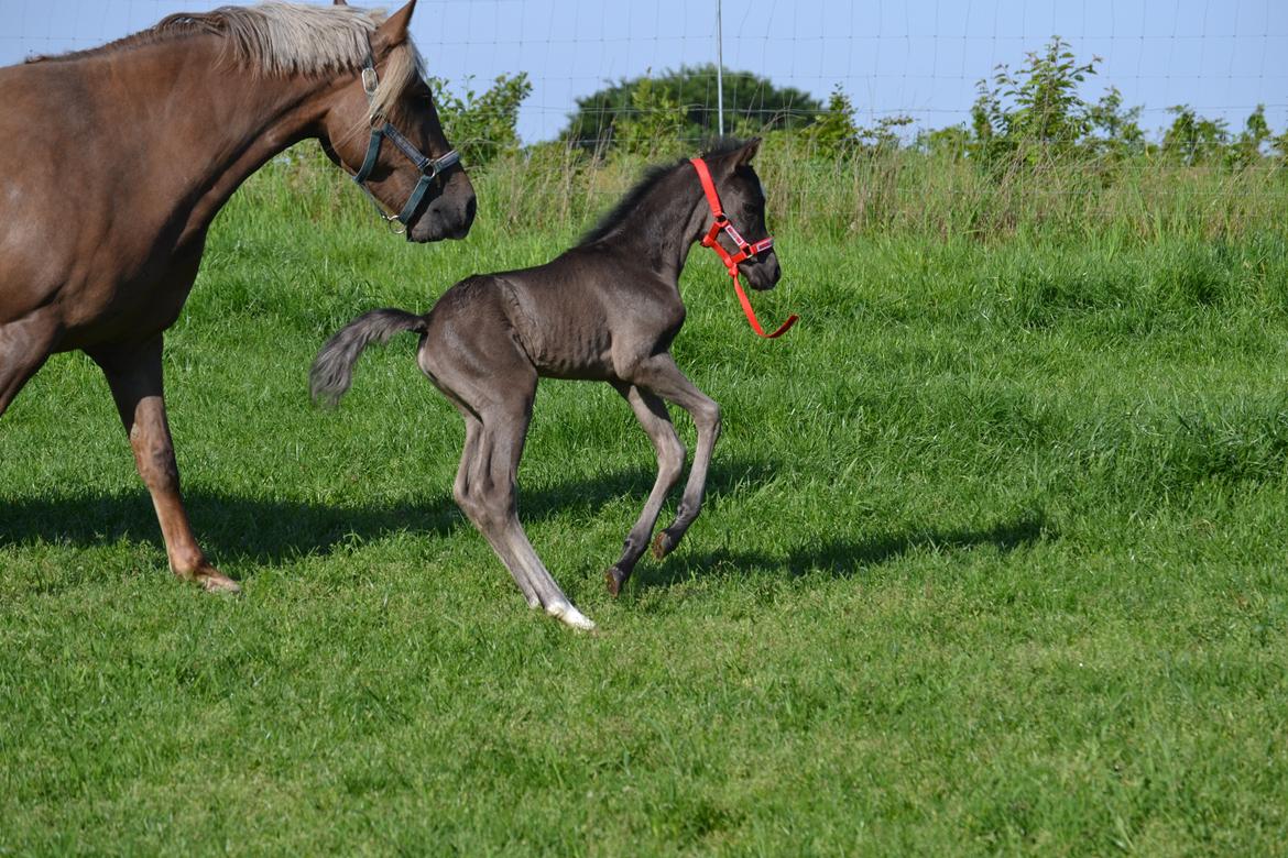 New Forest Fuglsangs Sweet Cookie billede 14