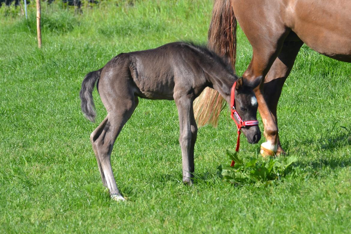 New Forest Fuglsangs Sweet Cookie billede 16