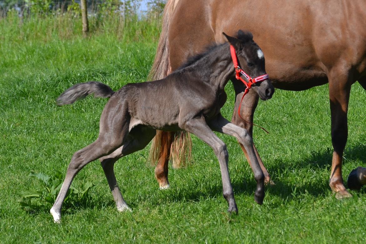 New Forest Fuglsangs Sweet Cookie billede 17