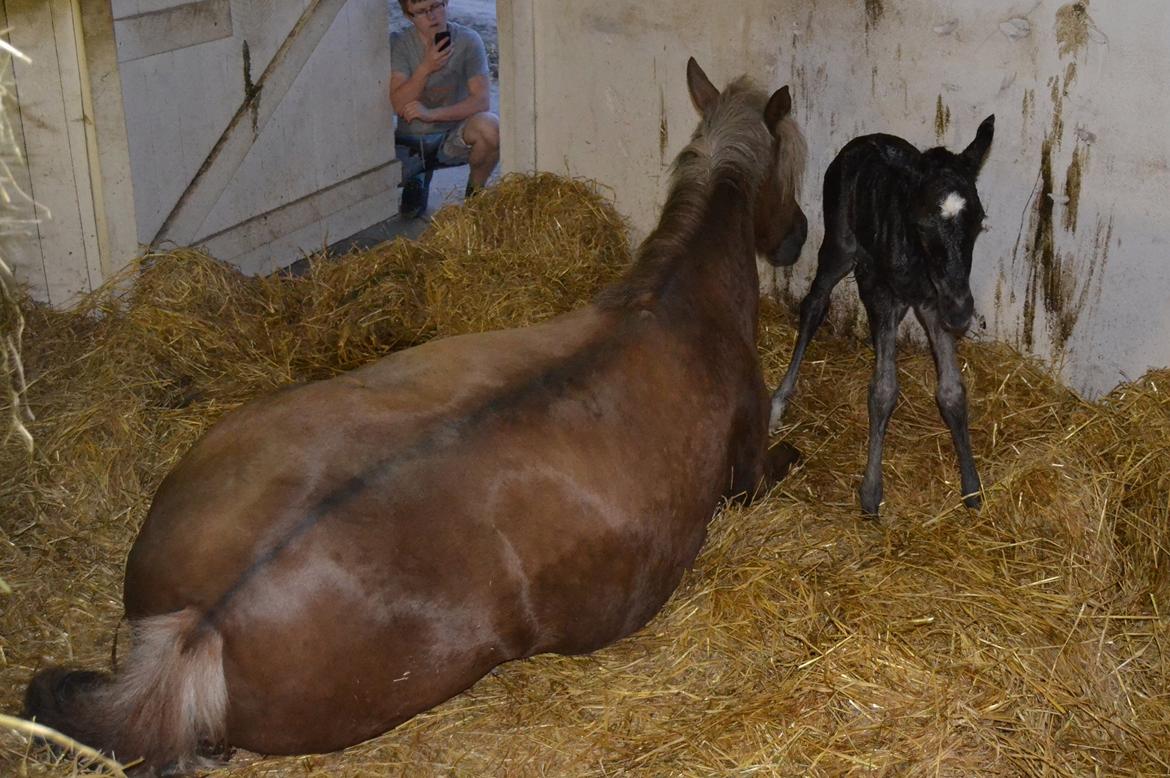 New Forest Fuglsangs Sweet Cookie billede 18