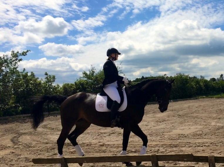 Dansk Varmblod Lady Portia billede 2