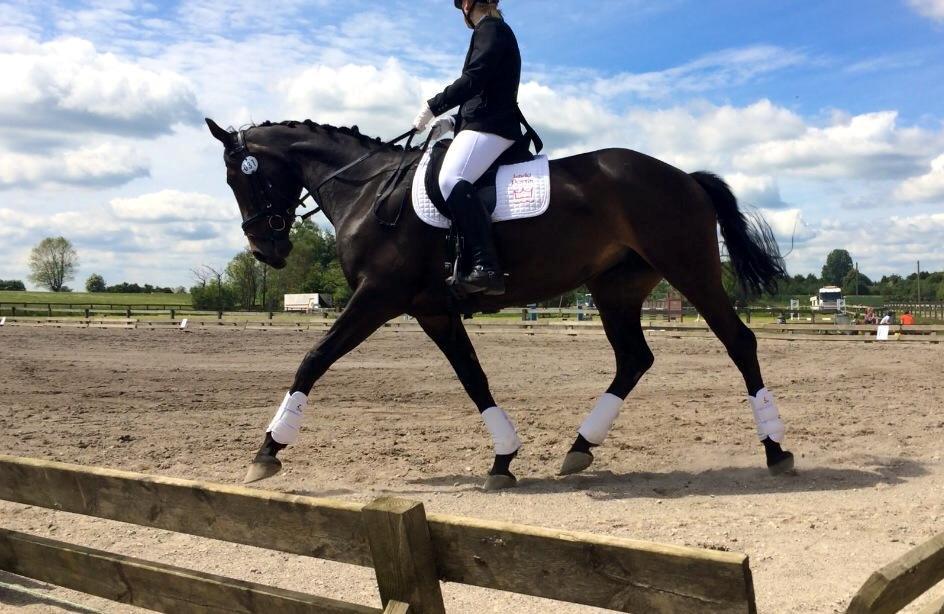 Dansk Varmblod Lady Portia billede 3