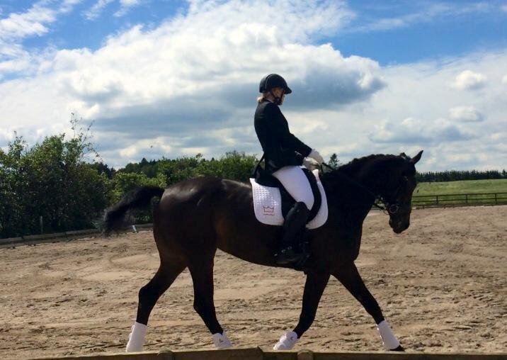 Dansk Varmblod Lady Portia billede 4